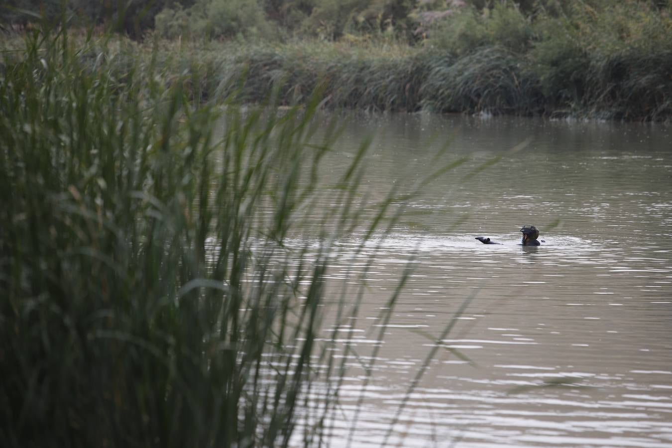 La búsqueda de José Morilla en el Guadalquivir, en imágenes