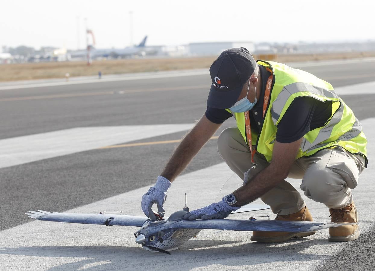 Drones para ahuyentar a la fauna en el aeropuerto de Sevilla