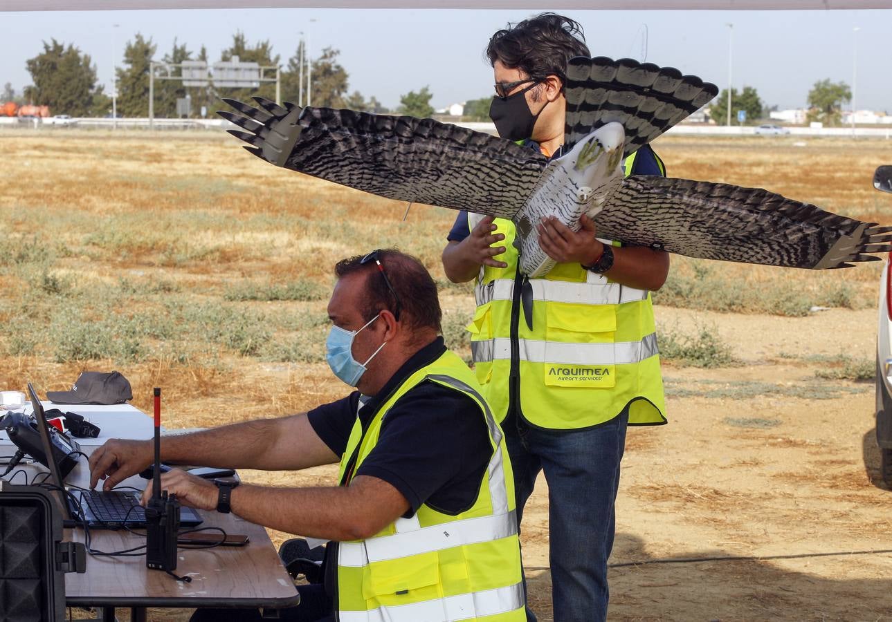 Drones para ahuyentar a la fauna en el aeropuerto de Sevilla