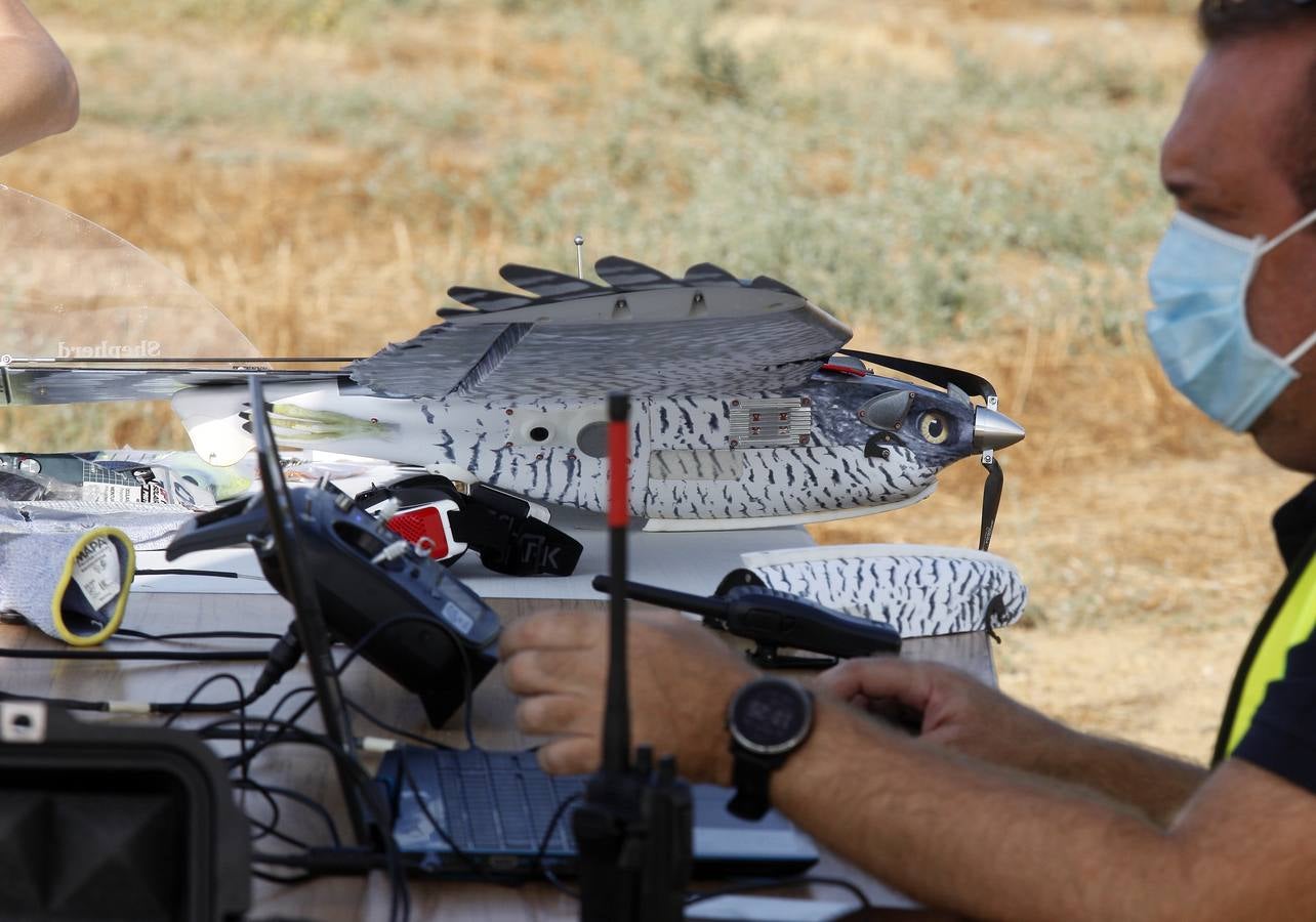 Drones para ahuyentar a la fauna en el aeropuerto de Sevilla