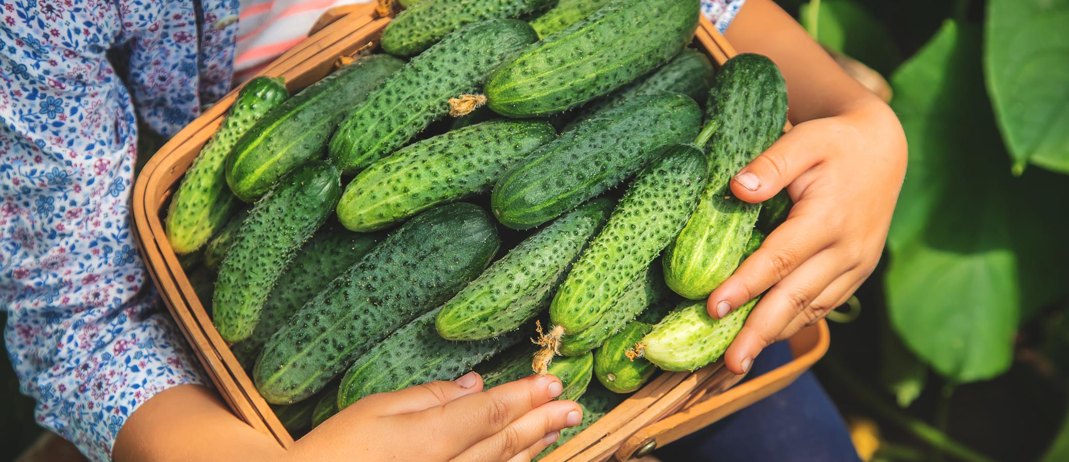 Pepino. El <a href="https://www.abc.es/bienestar/alimentacion/abci-pepino-202006100738_noticia.html" target="_blank">pepino</a> es un alimento bajo en calorías (según la Bedca, solo tiene 50 por cada 100 gramos), así como rico en potasio (150 miligramos por cada 100 gramos) y muy refrescante (su contenido en agua es de 95.7 por cada 100 gramos). Además, tiene propiedades antiinflamatorias debido a su contenido en flavonoles.