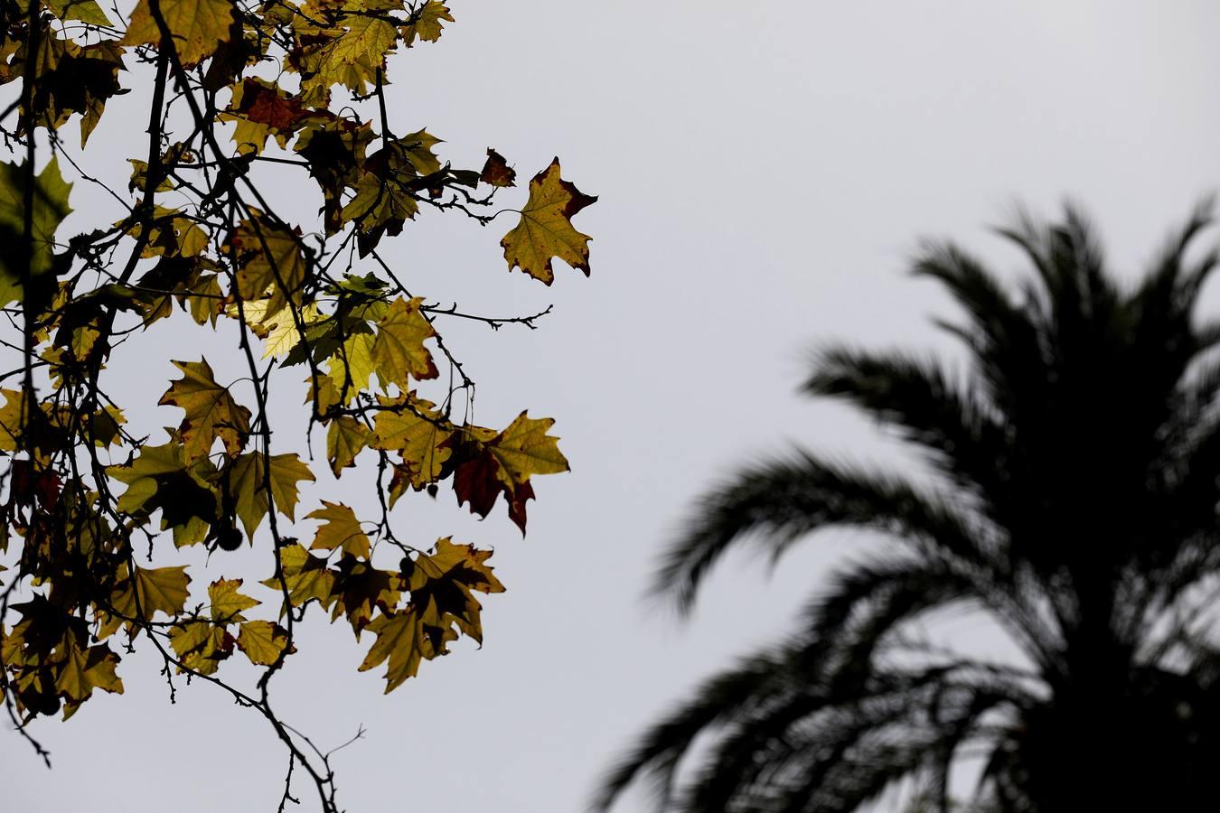 Las huellas del otoño en Córdoba, en imágenes