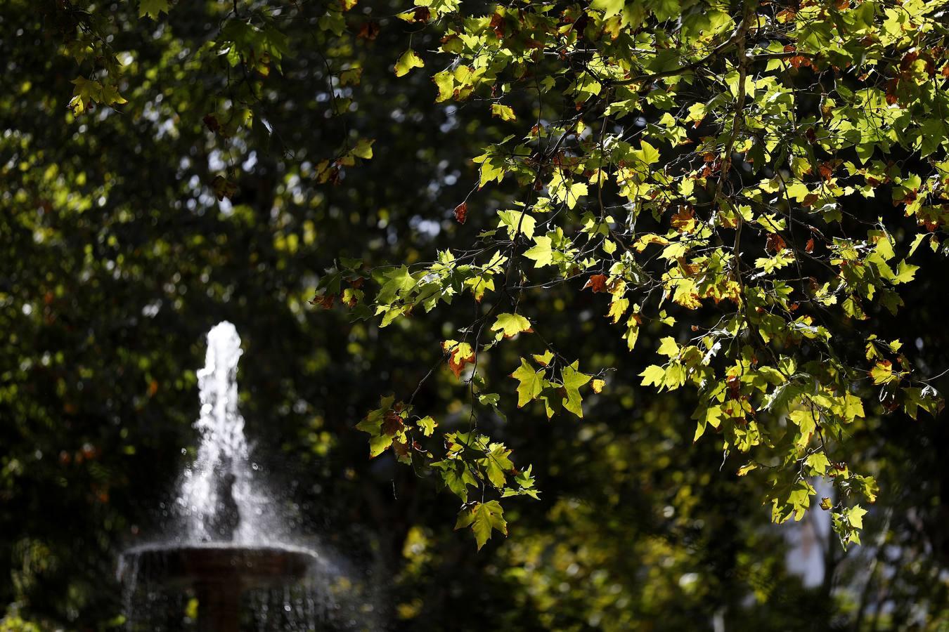 Las huellas del otoño en Córdoba, en imágenes