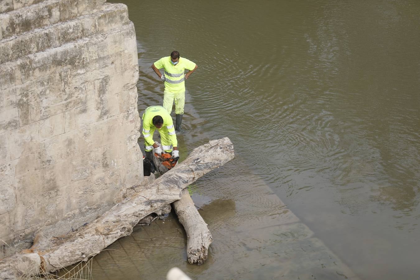 Operarios limpian de maleza y troncos el río Guadalquivir en Córdoba, en imágenes