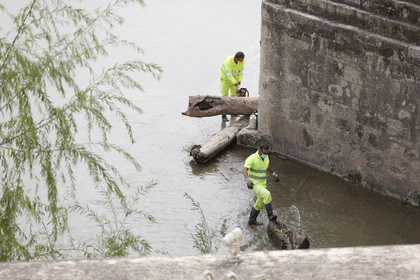 Operarios limpian de maleza y troncos el río Guadalquivir en Córdoba, en imágenes