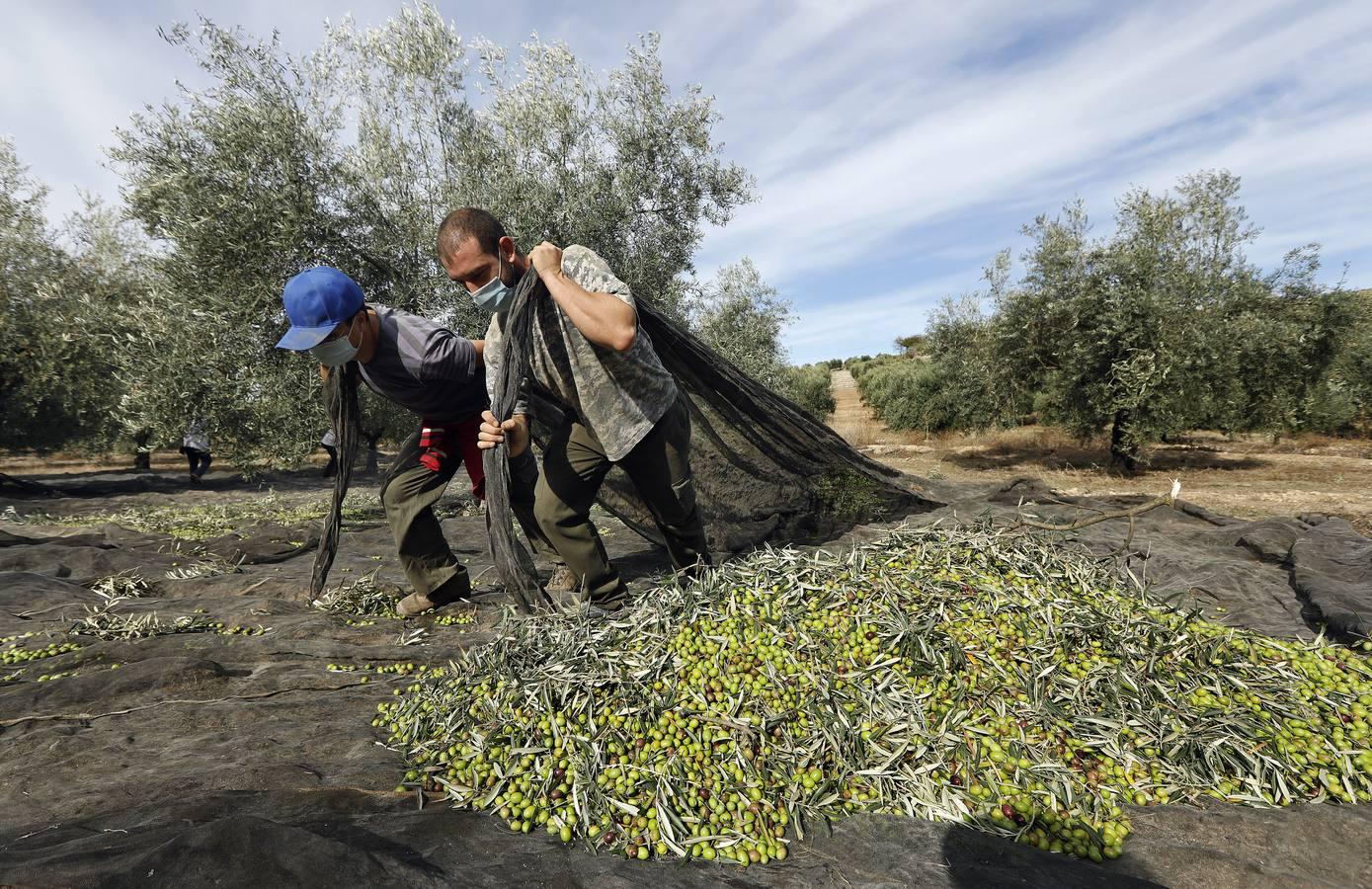 La aceituna en tiempos del Covid, en imágenes