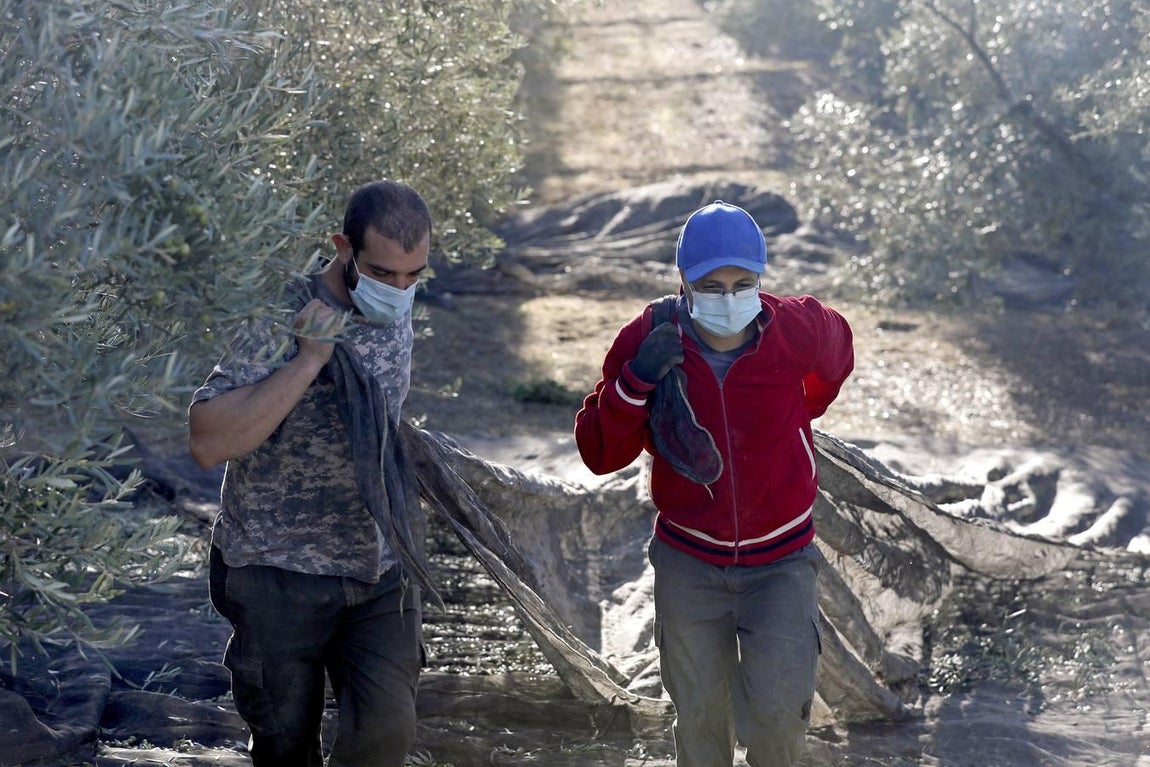 La aceituna en tiempos del Covid, en imágenes