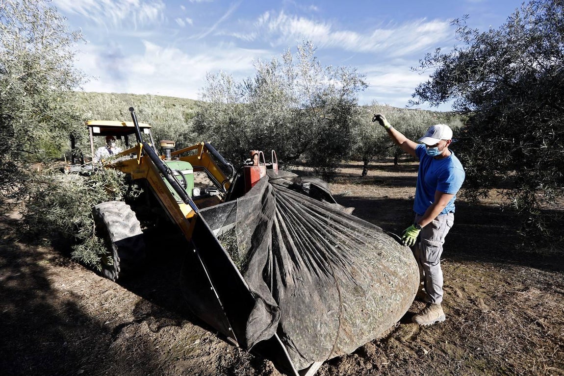 La aceituna en tiempos del Covid, en imágenes
