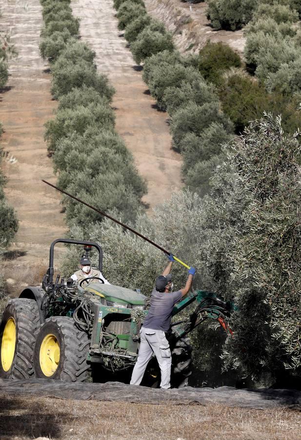 La aceituna en tiempos del Covid, en imágenes