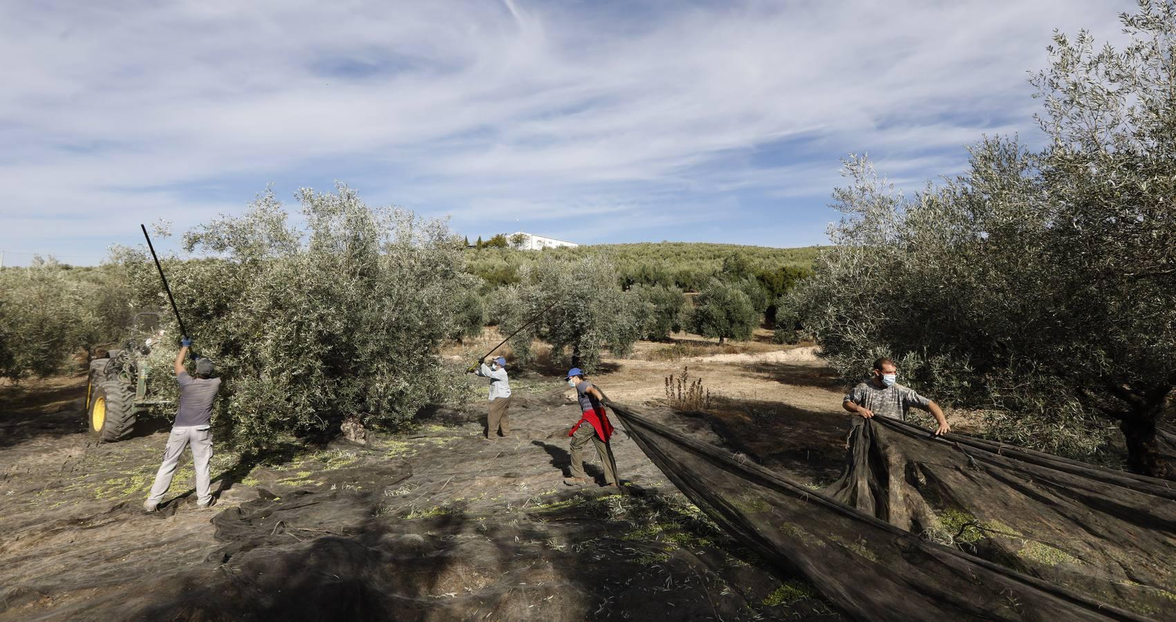 La campaña de recogida de la aceituna en Córdoba | Los aceituneros altivos gastan mascarilla