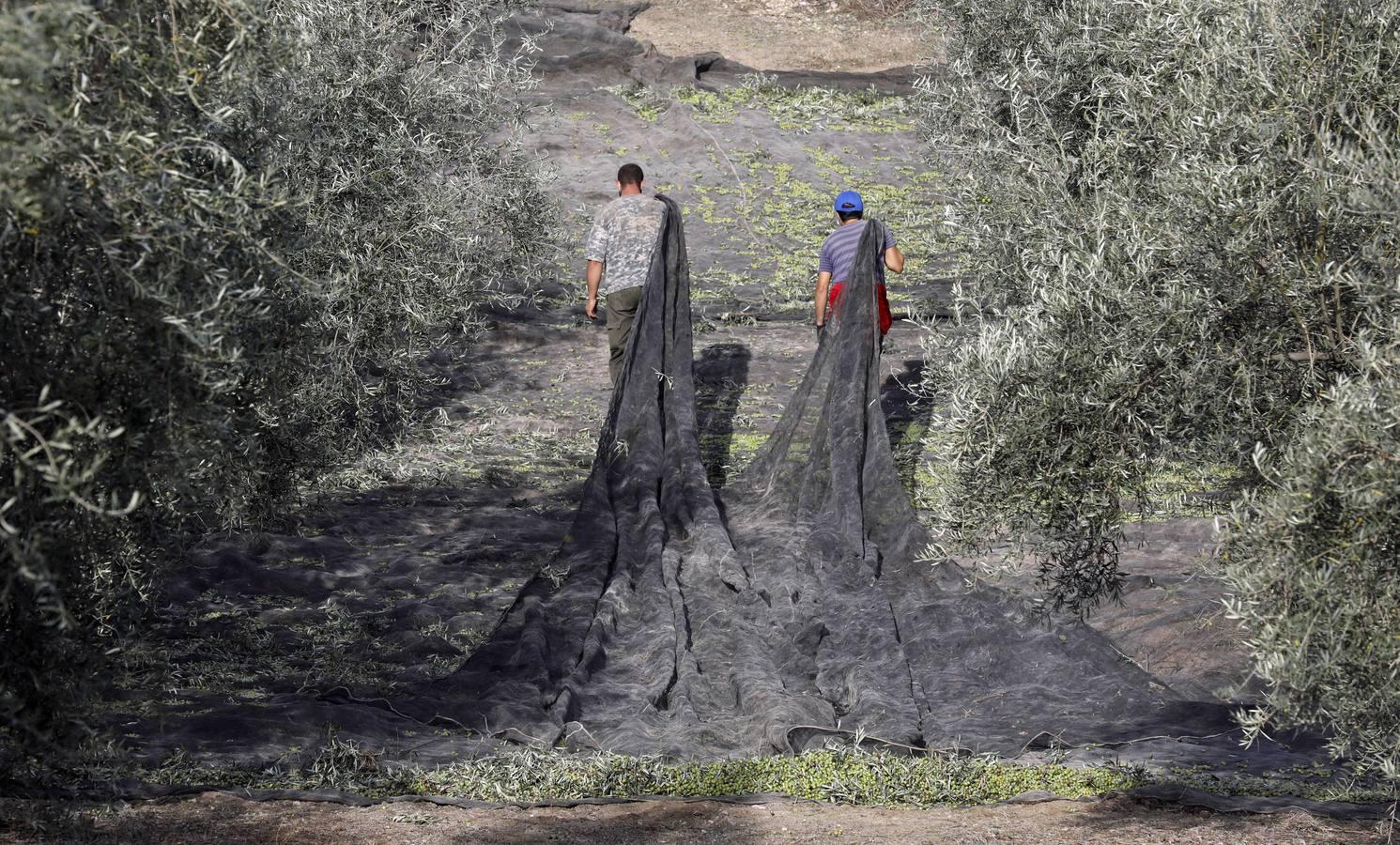 La aceituna en tiempos del Covid, en imágenes