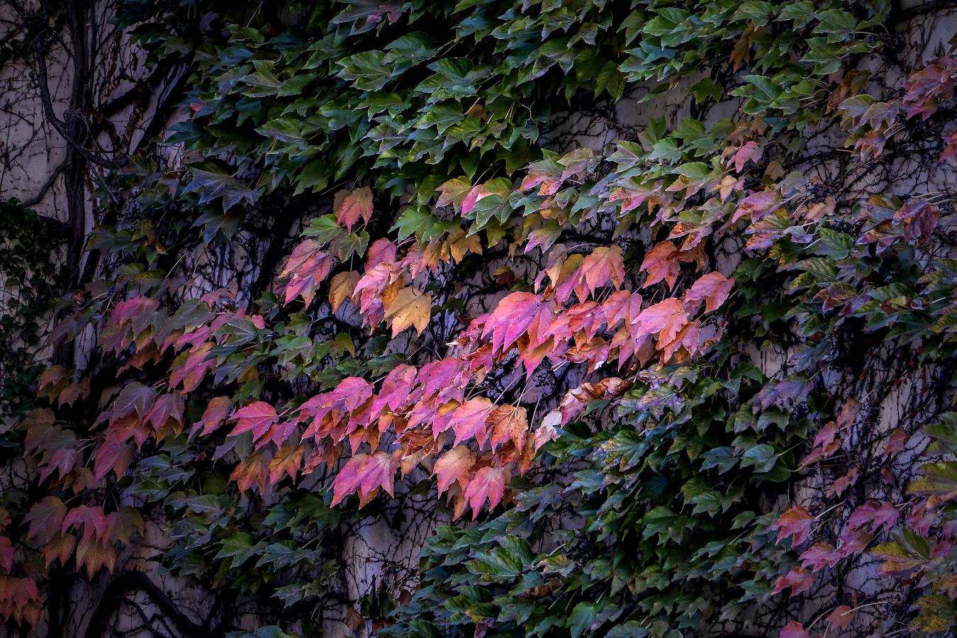 Los colores del otoño en Sevilla