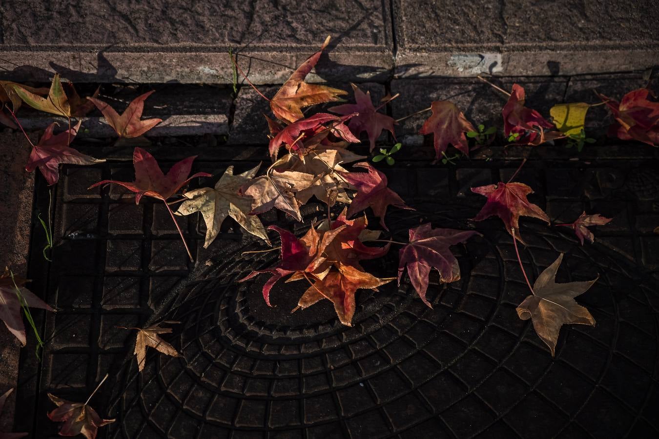 Los colores del otoño en Sevilla