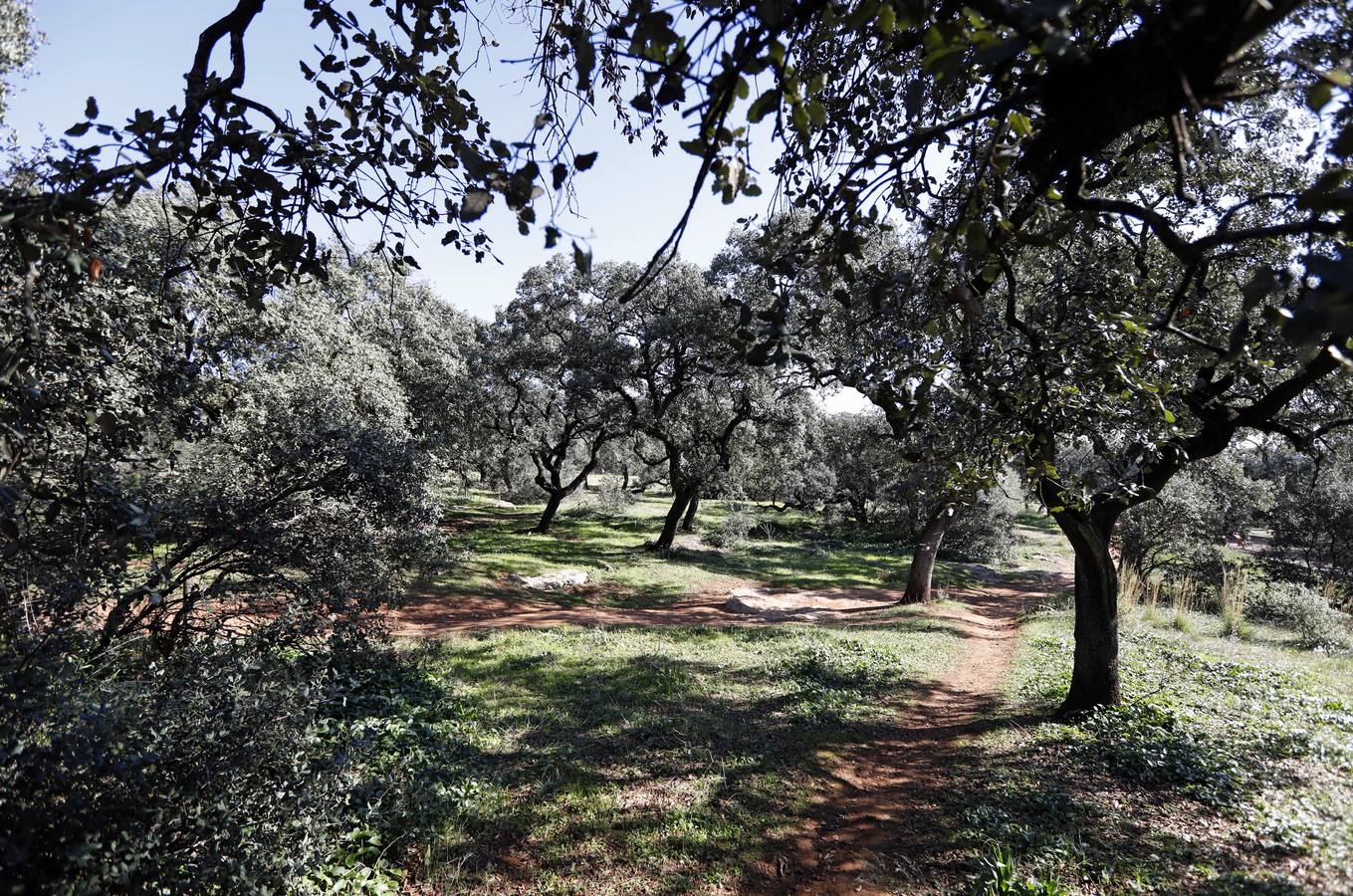 El esplendor del parque del Patriarca de Córdoba, en imágenes