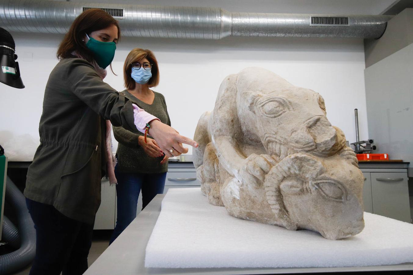 Las leonas iberas de Córdoba, en imágenes