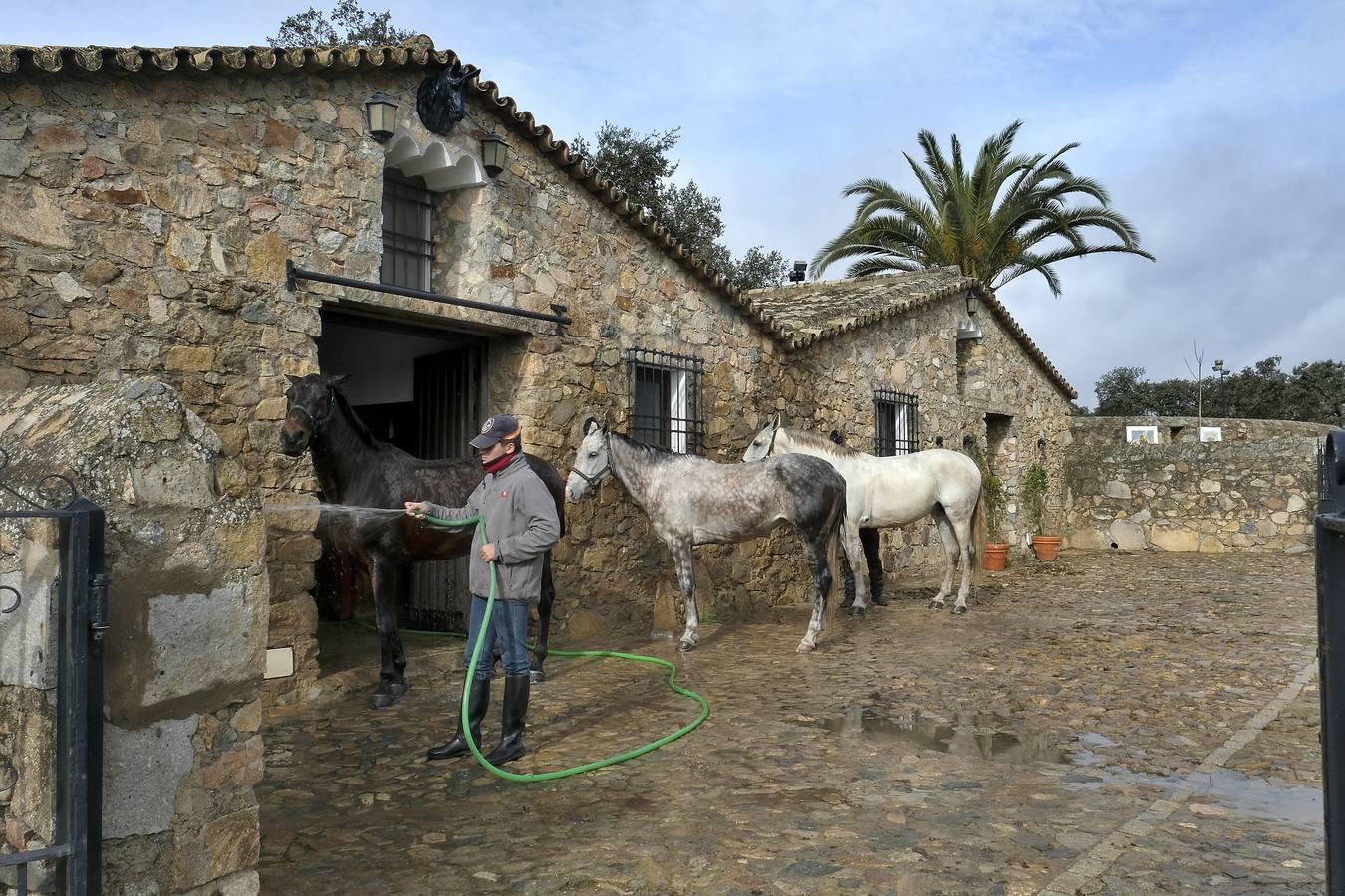 Fotogalería: La pandemia también se lleva por delante el turismo taurino