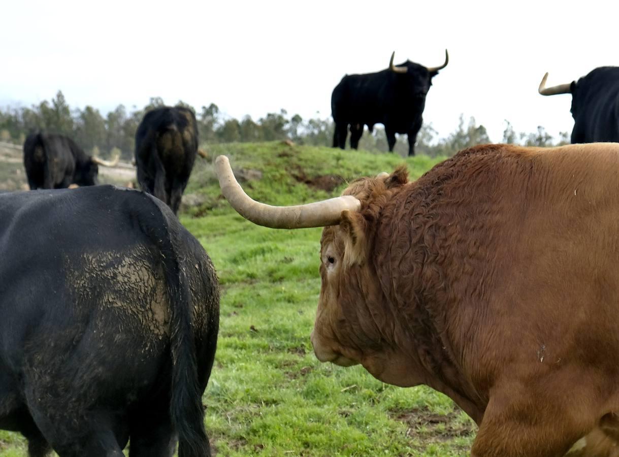 Fotogalería: La pandemia también se lleva por delante el turismo taurino