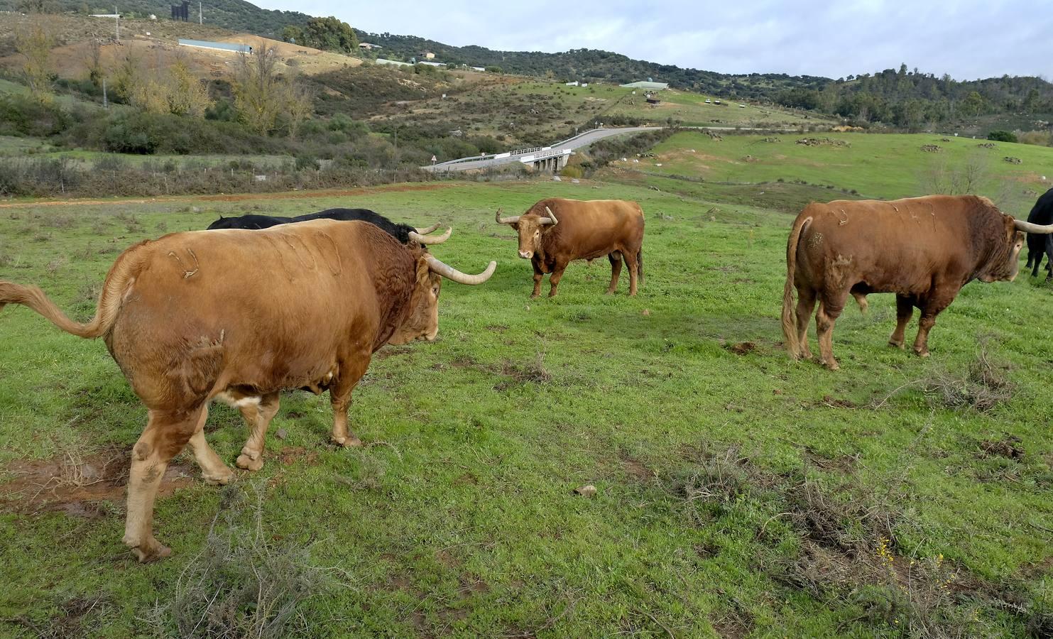 Fotogalería: La pandemia también se lleva por delante el turismo taurino