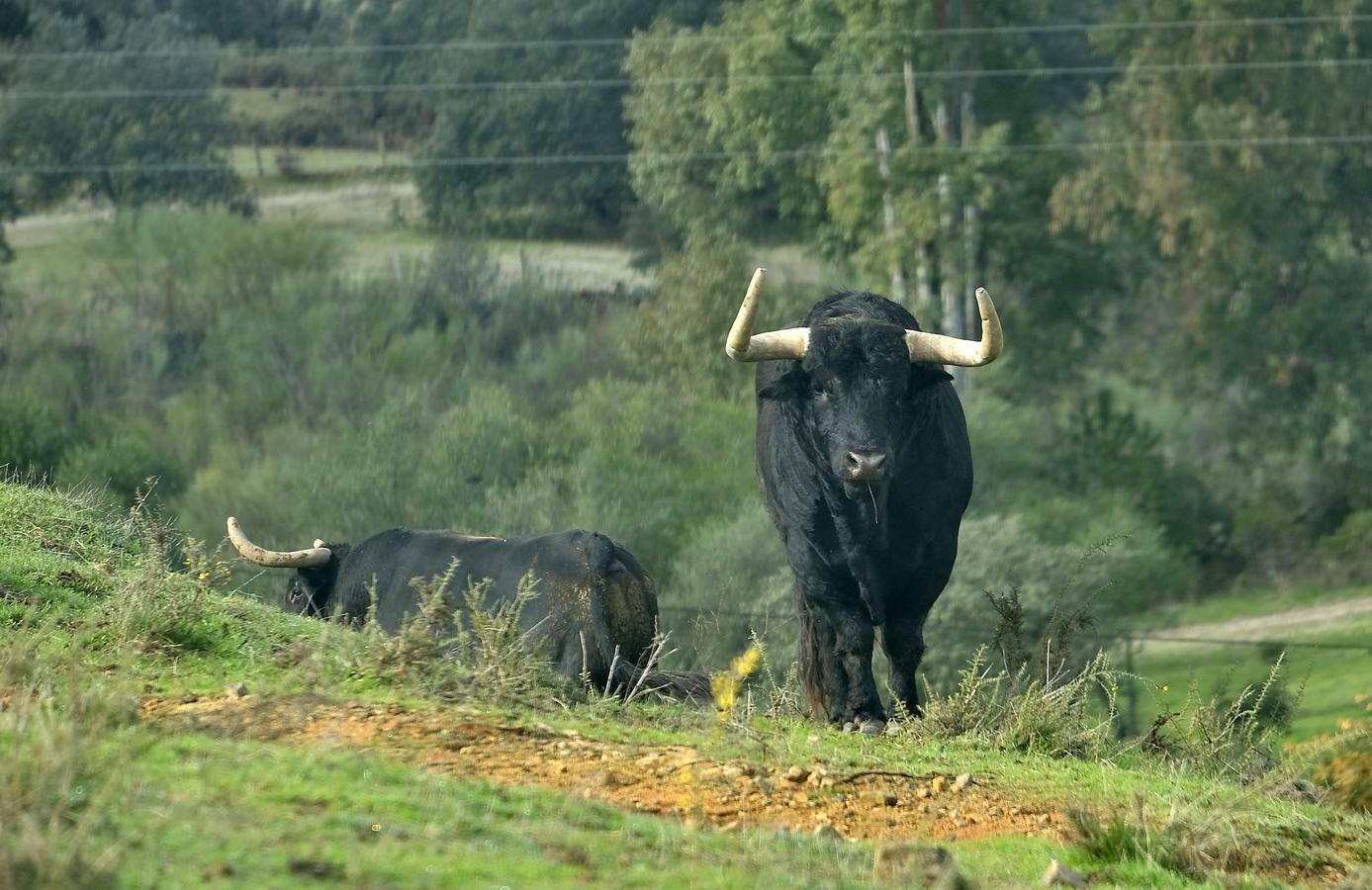 Fotogalería: La pandemia también se lleva por delante el turismo taurino