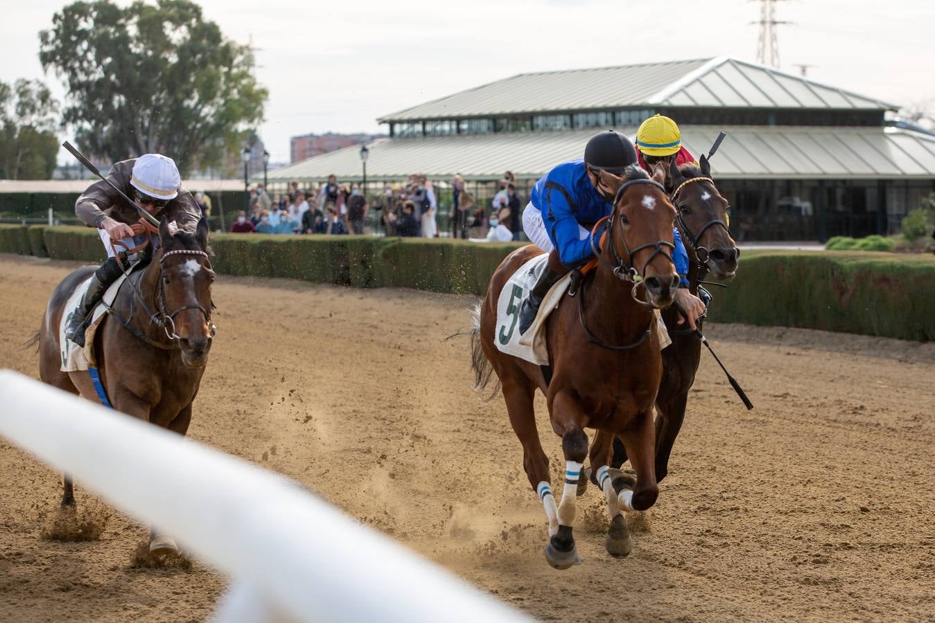 Fotogalería: Vuelven las carreras de caballos al Real Club Pineda