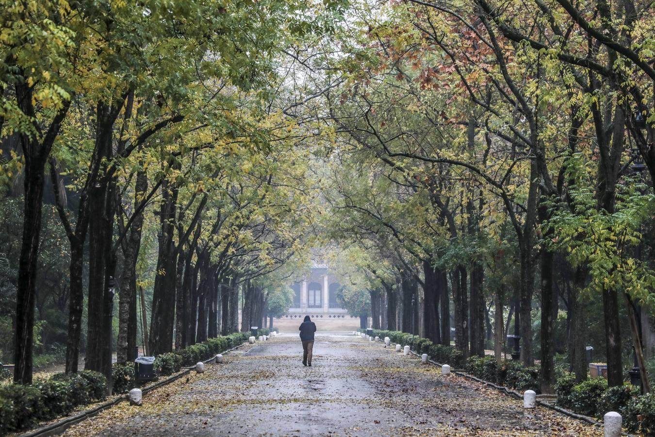 Estampas de otoño en Sevilla