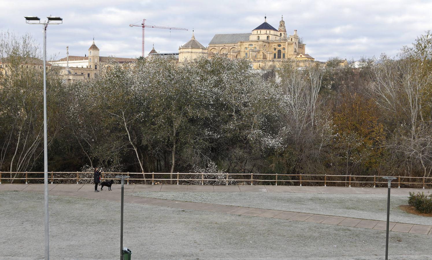 La mañana de frío en Córdoba, en imágenes