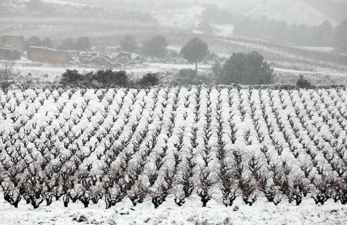 Diez centímetros de nieve en Requena, Valencia. Las precipitaciones que está dejando el temporal en la mayor parte del territorio de la Comunitat Valenciana están siendo débiles pero persistentes, según los datos de la Agencia Estatal de Meteorología, y dejan cerca de 10 centímetros de nieve en puntos del interior, como Requena