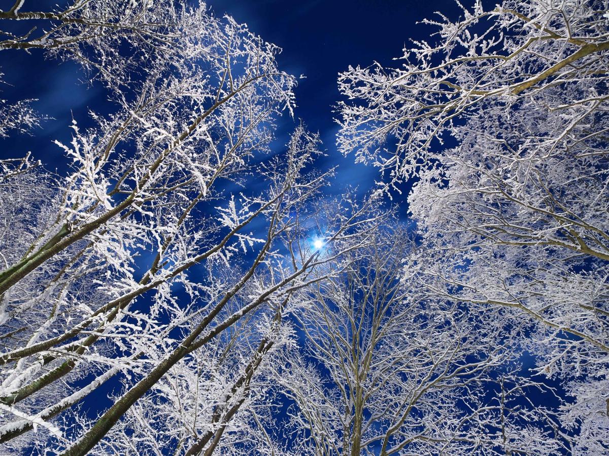 Luz de luna en el bosque nevado. Fotografía tomada el 11 de febrero de 2020. Localización: Sendai, Miyagi Pref., Japón