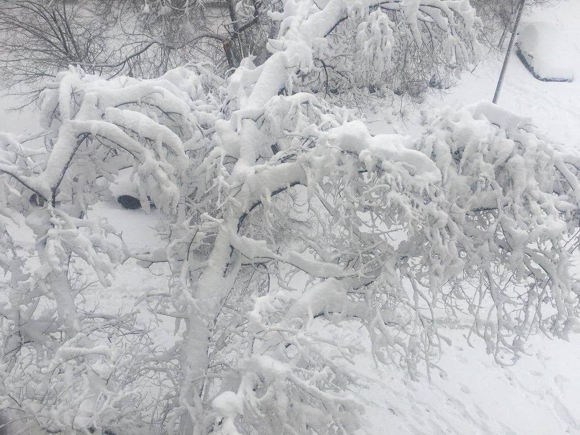 Un árbol caído en el distrito madrileño de Ciudad Lineal (Madrid). 