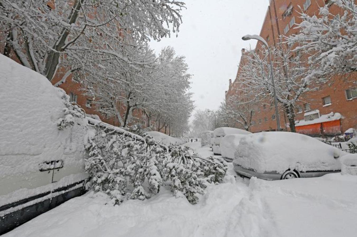 Numerosos árboles caídos. Ramas caidas en Vallecas donde las calles han amanecido cubiertas de nieve en Madrid, este sábado