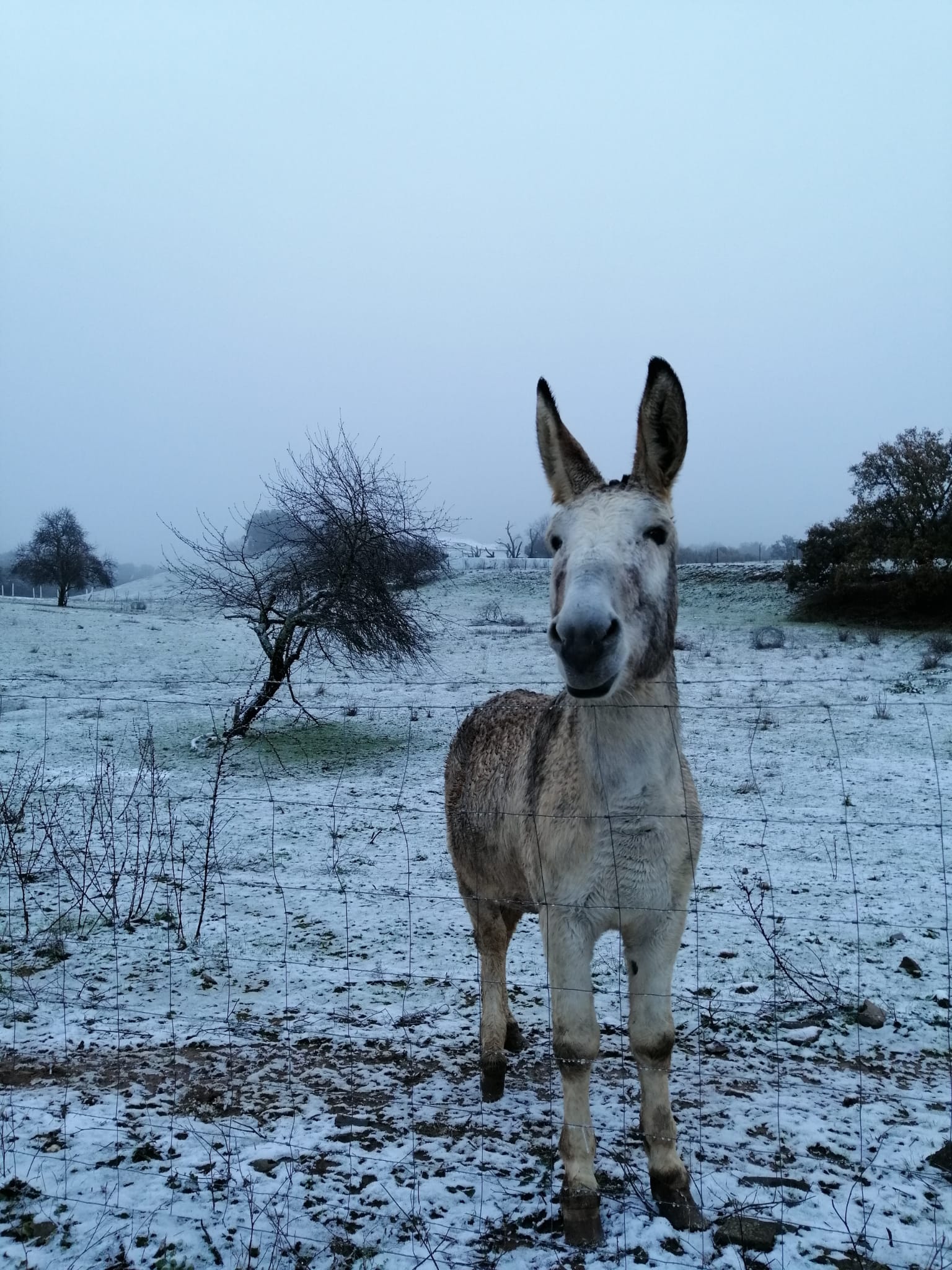 En imágenes, las primeras nevadas en la Sierra Norte de Sevilla