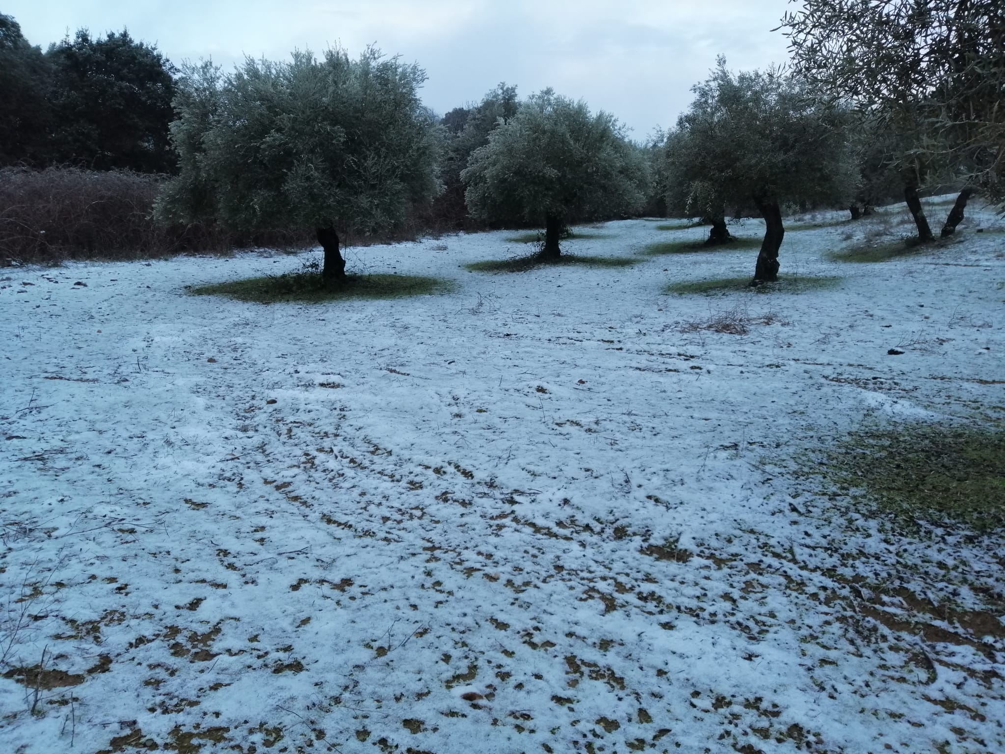 En imágenes, las primeras nevadas en la Sierra Norte de Sevilla