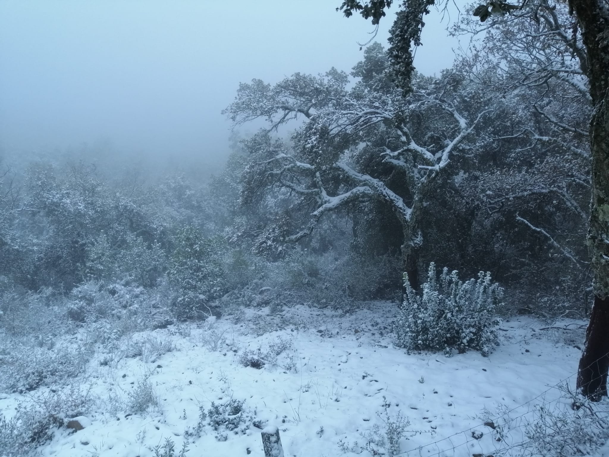 En imágenes, las primeras nevadas en la Sierra Norte de Sevilla