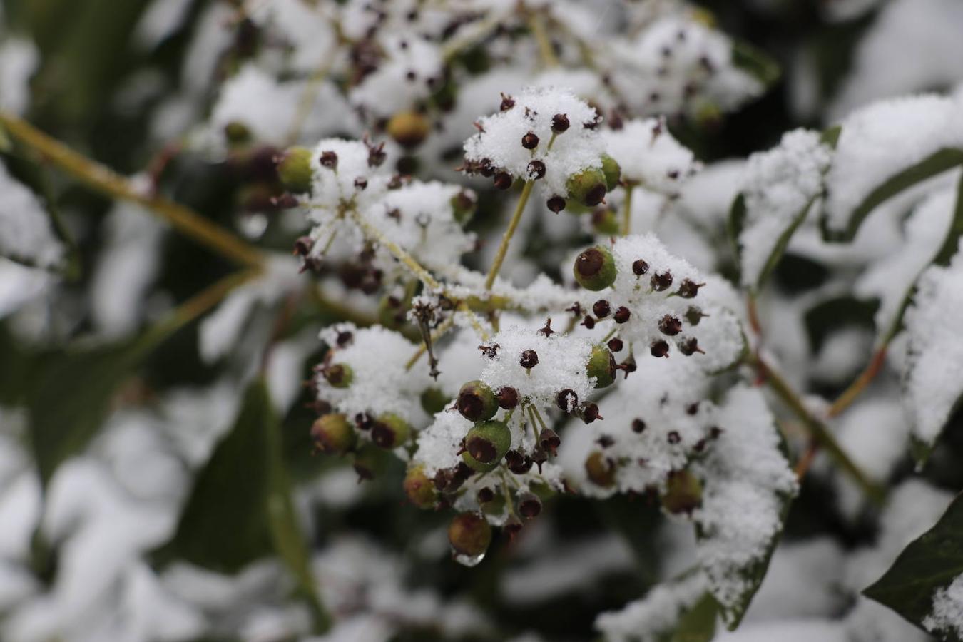 La nieve en la Sierra de Cabra este domingo, en imágenes