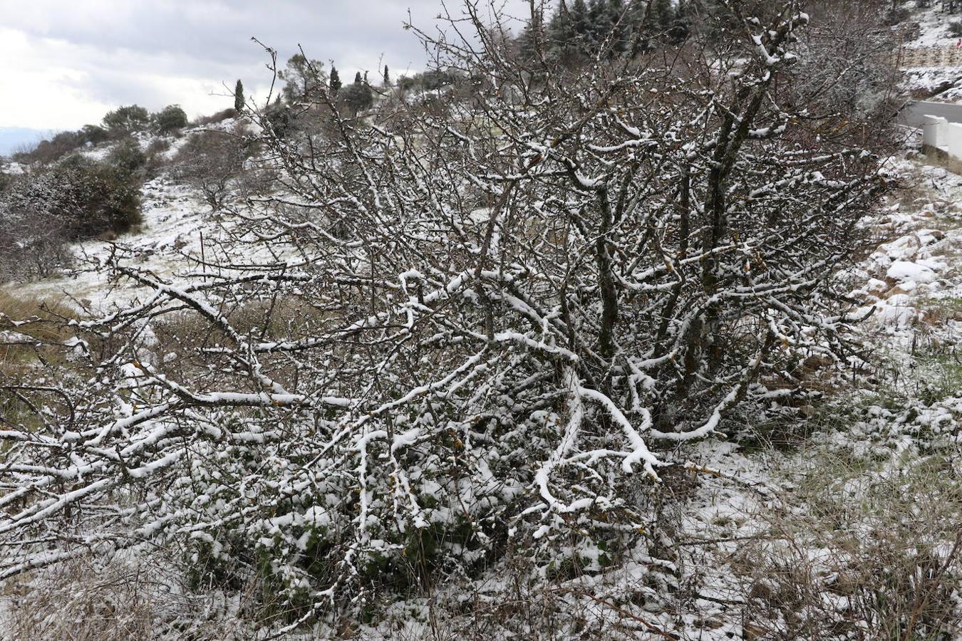 La nieve en la Sierra de Cabra este domingo, en imágenes