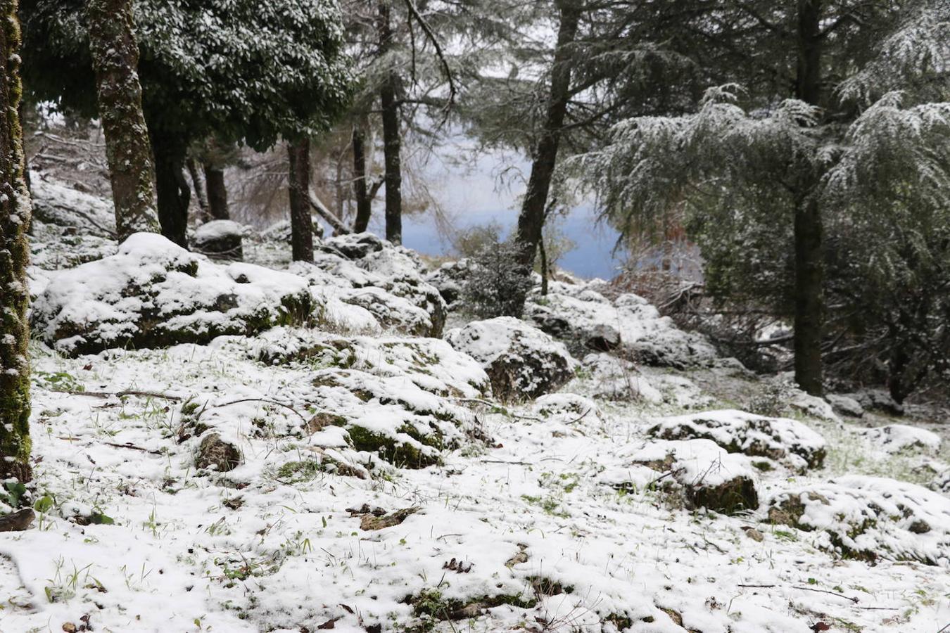 La nieve en la Sierra de Cabra este domingo, en imágenes