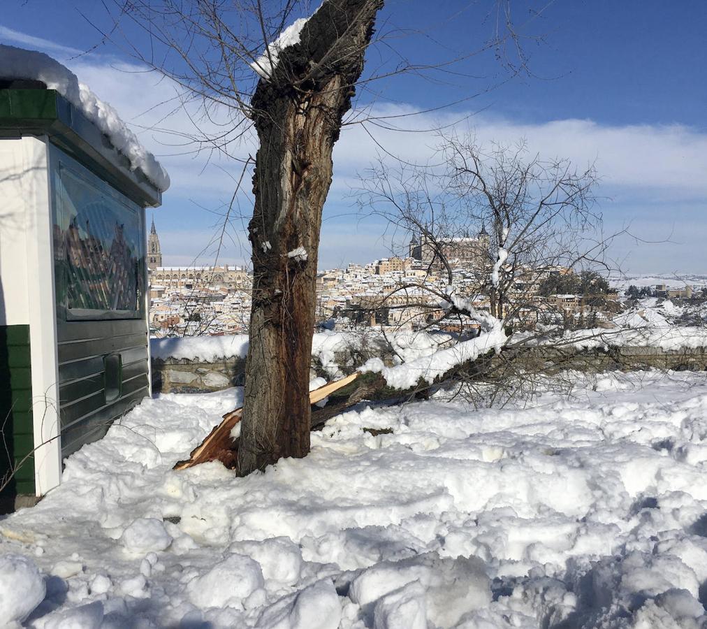 Otro árbol caído por la gran tormenta de nieve. 