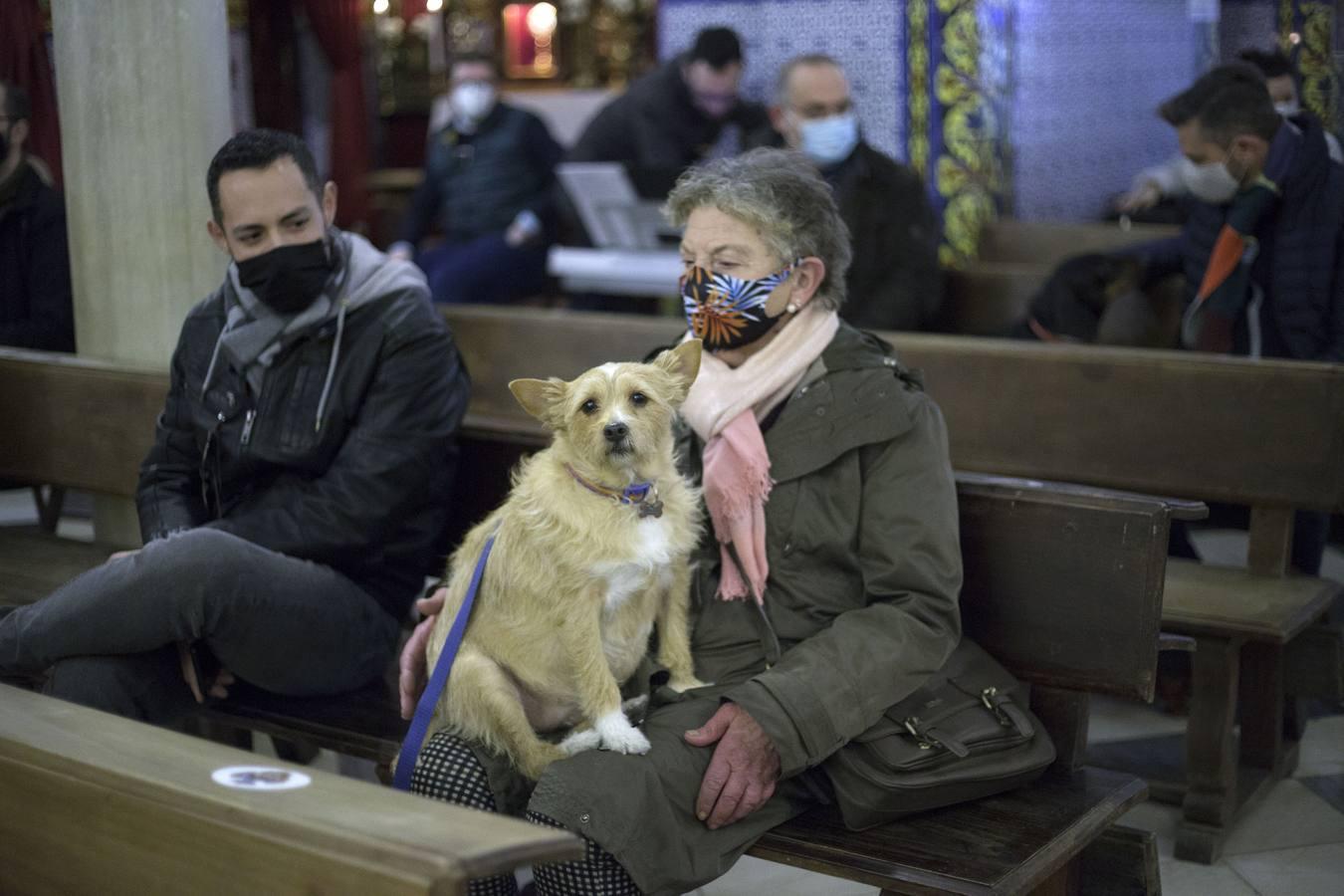 Bendición de animales por San Antón en Sevilla