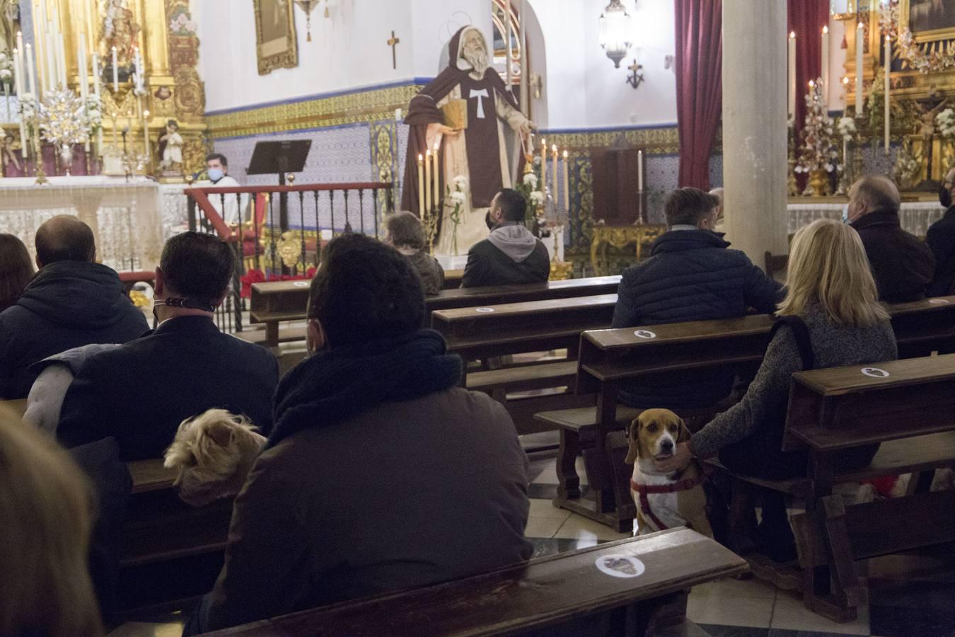 Bendición de animales por San Antón en Sevilla