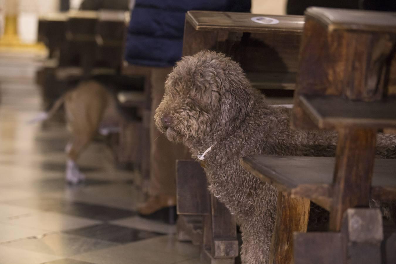 Bendición de animales por San Antón en Sevilla