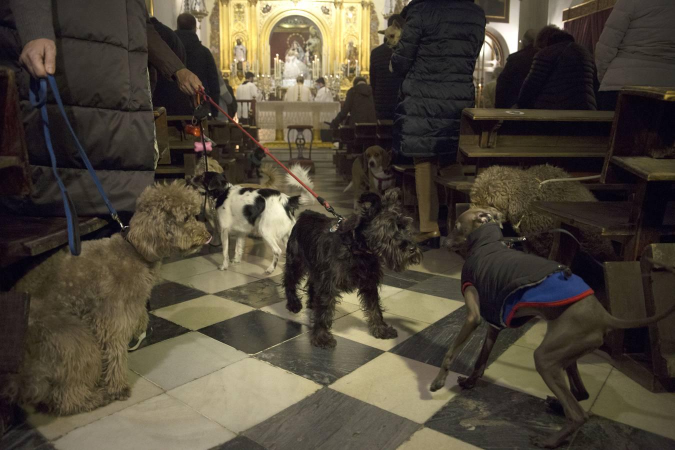 Bendición de animales por San Antón en Sevilla