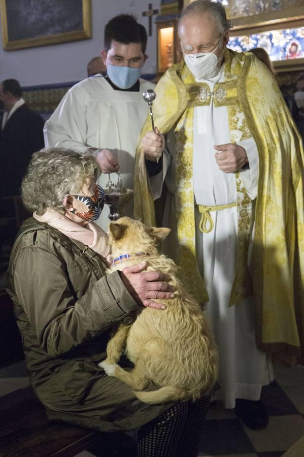 Bendición de animales por San Antón en Sevilla