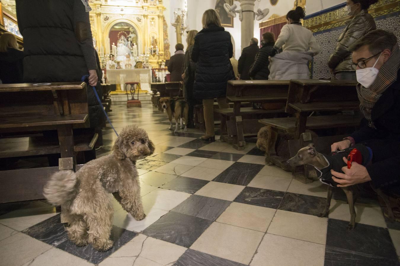 Bendición de animales por San Antón en Sevilla