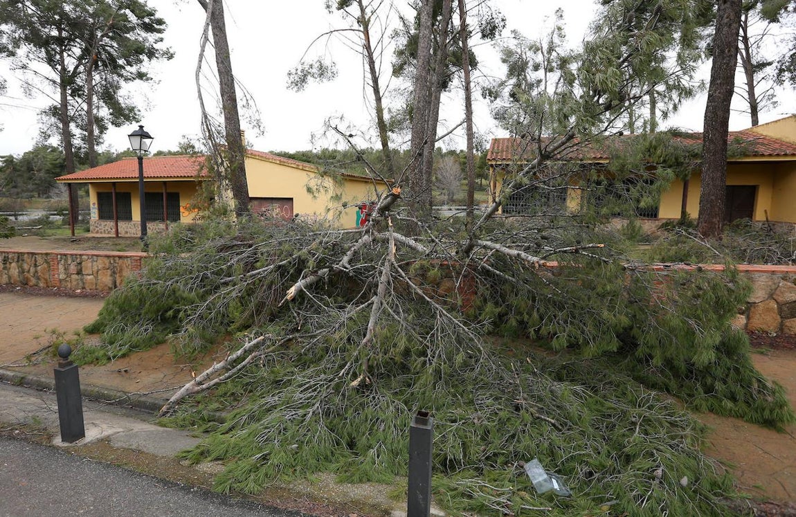 El desastre en el pinar de Olías del Rey, en imágenes