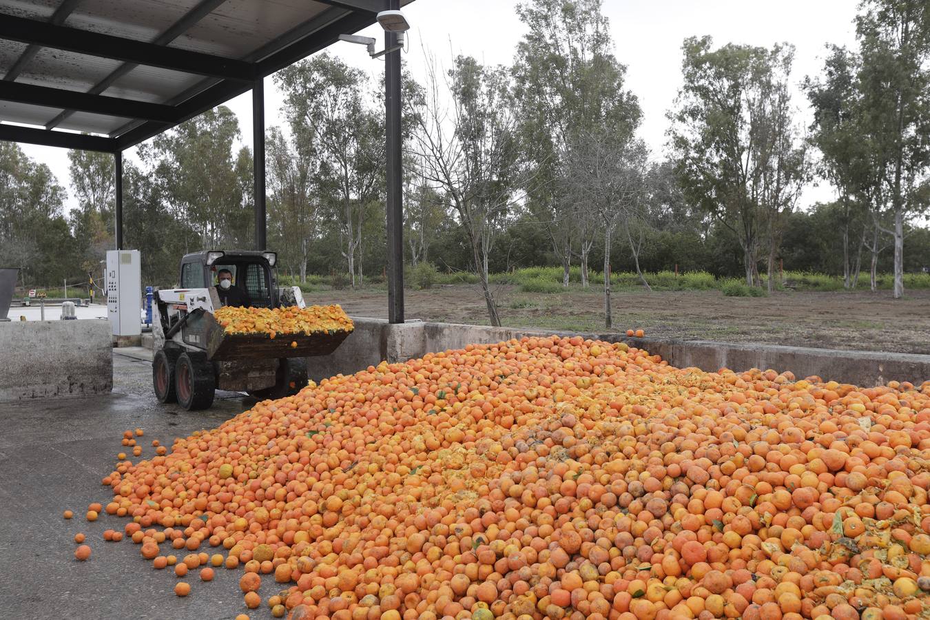 Naranjas que se convertirán en combustible en la estación El Copero