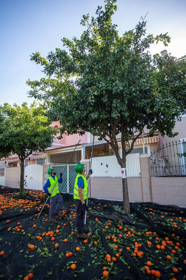 Recogida por acudida mecánica de las naranjas de Sevilla, en imágenes