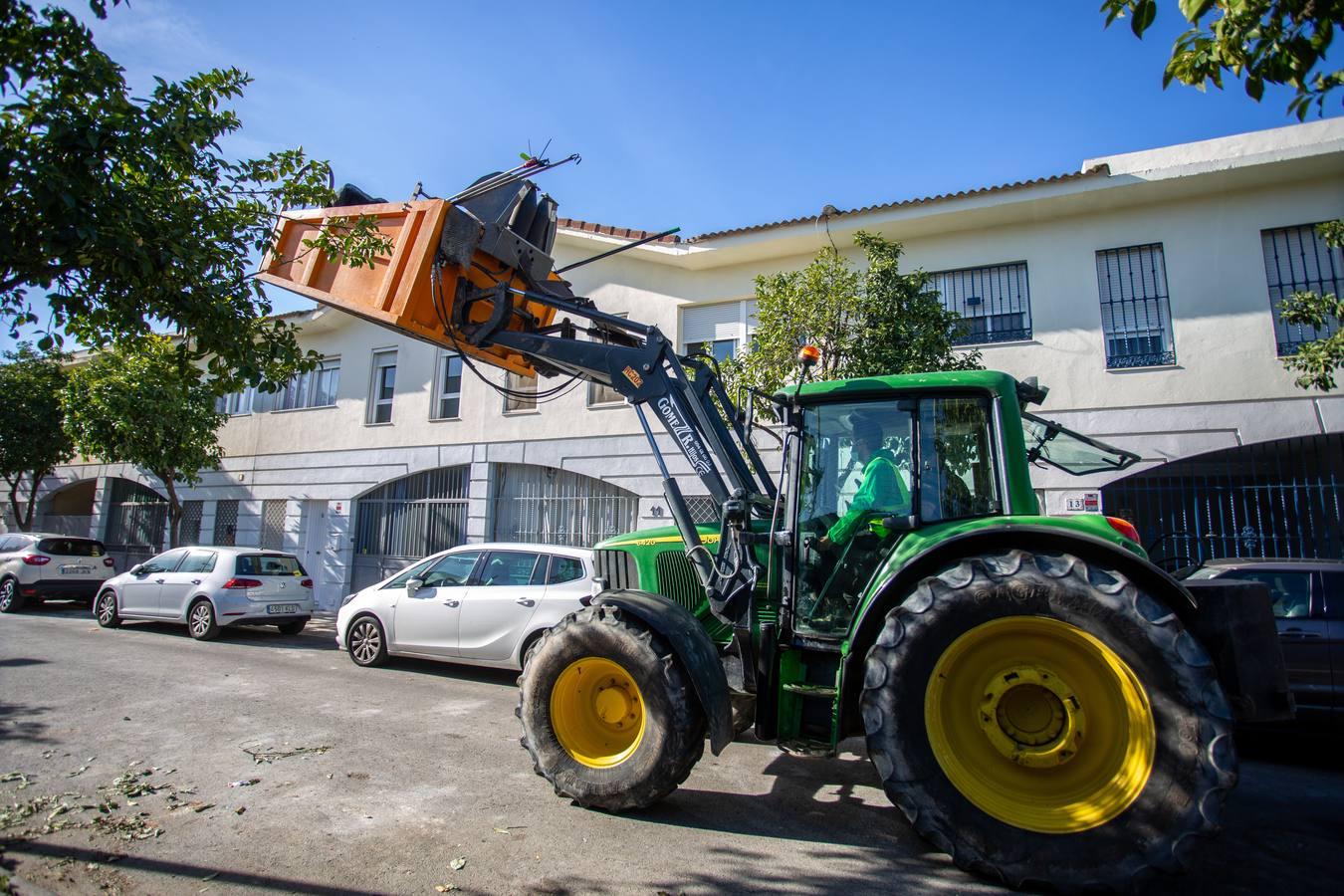 Recogida por acudida mecánica de las naranjas de Sevilla, en imágenes