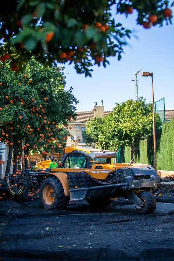 Recogida por acudida mecánica de las naranjas de Sevilla, en imágenes