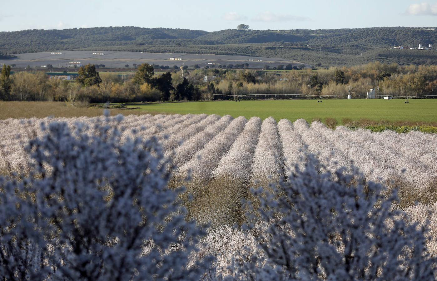 En imágenes, la magia de los almendros en flor de Córdoba