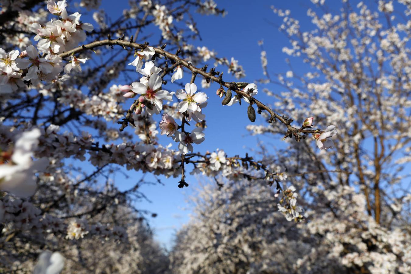 En imágenes, la magia de los almendros en flor de Córdoba